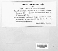 Aecidium aristolochiae image